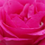 Ružová - Záhonová ruža - floribunda - Tom Tom